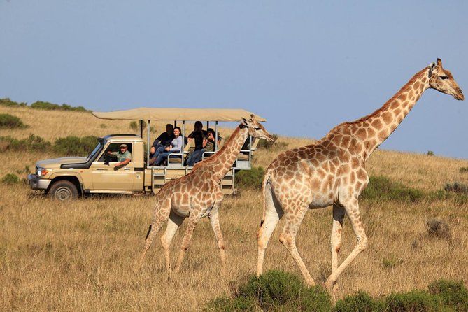 aquila safari tours